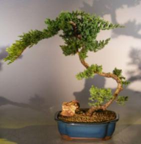 Juniper Bonsai Tree<br><i>(juniper procumbens nana)</i>