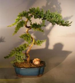 Juniper Bonsai Tree<br><i>(juniper procumbens nana)</i>