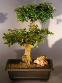 Flowering Fukien Tea Bonsai Tree <br><i>(ehretia microphylla)</i>