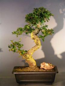 Flowering Fukien Tea Bonsai Tree<br><i>(ehretia microphylla)</i>