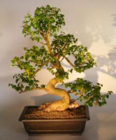 Flowering Ligustrum Bonsai Tree<br><i>(ligustrum lucidum)</i>