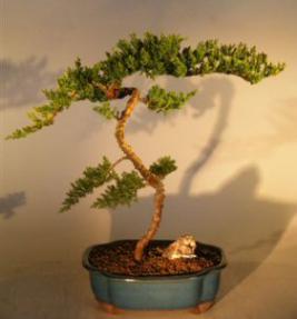 Juniper Bonsai Tree<br><i>(juniper procumbens nana)</i>