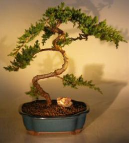 Juniper Bonsai Tree<br><i>(juniper procumbens nana)</i>