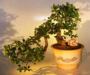 Flowering Fukien Tea Bonsai Tree - Cascade  Style< <br><i>(ehretia microphylla)</i>