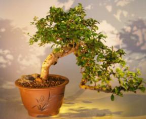 Flowering Fukien Tea Bonsai Tree - Cascade Style<br><I>(ehretia microphylla)</I>