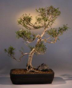 OUT OF STOCK - Flowering White Serissa<br>Bonsai Tree of a Thousand Stars<br><i>(serissa japonica)</i>