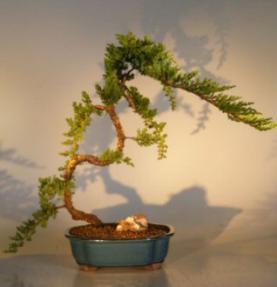 Juniper Bonsai Tree<br><i>(juniper procumbens nana)</i>