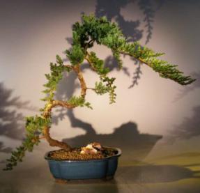 Juniper Bonsai Tree<br><i>(juniper procumbens nana)</i>