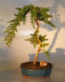 Flowering Fukien Tea Bonsai Tree <br><i>(ehretia microphylla)</i>