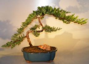 Juniper Bonsai Tree<br><i>(juniper procumbens nana)</i>