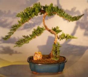 Juniper Bonsai Tree<br><i>(juniper procumbens nana)</i>