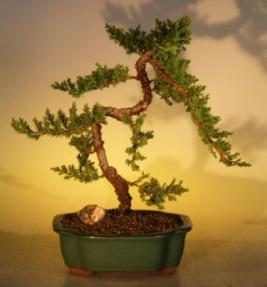 Juniper Bonsai Tree<br><i>(juniper procumbens nana)</i>