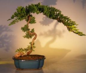 Juniper Bonsai Tree<br><i>(juniper procumbens nana)</i>