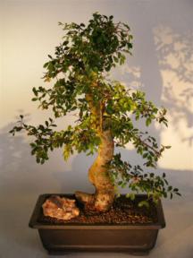 Chinese Elm Bonsai Tree<br><i>(ulmus parvifolia)</i>