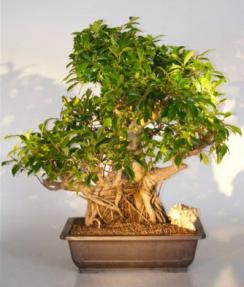 Ficus Retusa Bonsai Tree - Banyan Style with Exposed Roots<br><i>(ficus retusa)</i>