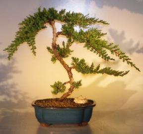 Juniper Bonsai Tree<br><i>(juniper procumbens nana)</i>