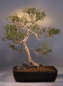 Flowering White Serissa Bonsai Tree<br>Bonsai Tree of a Thousand Stars<br><i>(serissa japonica)</i>