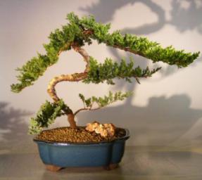 Juniper Bonsai Tree<br><i>(juniper procumbens nana)</i>