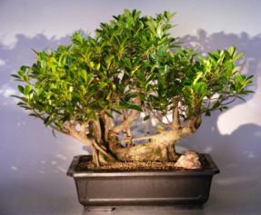 Ficus Retusa Bonsai Tree with Banyan Roots<br><i>(ficus retusa)</i>
