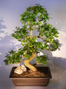 Flowering Ligustrum Bonsai Tree<br><i>(ligustrum lucidum)</i>