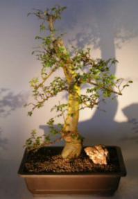 Chinese Elm Bonsai Tree <br>(ulmus parvifolia)