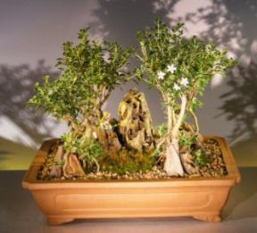 Flowering Mount Fuji Serissa Bonsai Tree - Stone Landscape Forest Group Scene<br><i>(serissa foetida)</i>