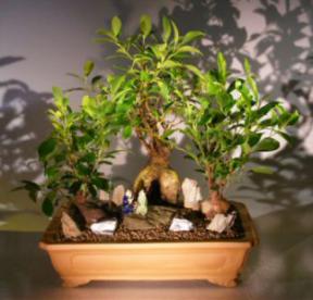 Ginseng Ficus & Ficus Orientalis Bonsai Trees - Stone Landscape Forest Group<br><i>(ficus retusa & ficus orientalis)</i>