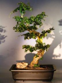 Flowering Fukien Tea Bonsai Tree<br><i>(ehretia microphylla)</i>