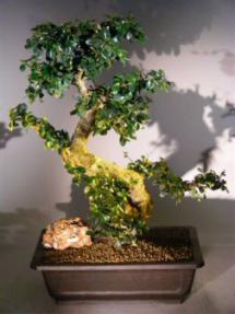 Flowering Fukien Tea Bonsai Tree<br><i>(ehretia microphylla)</i>