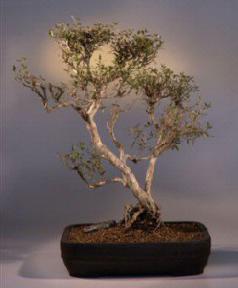 Flowering White Serissa Bonsai Tree<br>Bonsai Tree of a Thousand Stars<br><i>(serissa japonica)</i>