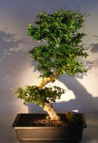 Flowering Fukien Tea Bonsai Tree<br><i> (ehretia microphylla)</i>