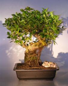 Ficus Retusa Bonsai Tree - Banyan Style<br><i>(ficus retusa)</i>