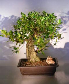 Ficus Retusa Bonsai Tree - Banyan Style<br><i>(ficus retusa)</i>