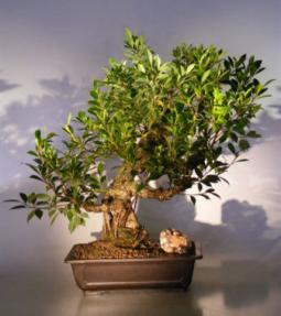 Ficus Retusa Bonsai Tree - Banyan Style<br><i>(ficus retusa)</i>