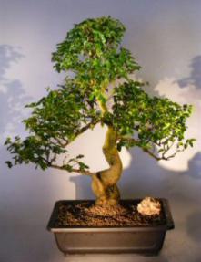Flowering Ligustrum Bonsai Tree<br><i>(ligustrum lucidum)</i>