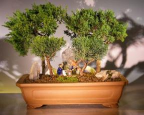 Shimpaku Juniper Stone Landscape Forest Scene<br>Four Tree Group<br><i>(juniperus chinensis)</i>