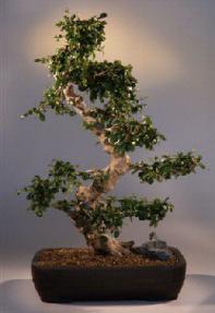 Fukien Tea Bonsai Tree<br><i>(carmona)</i>