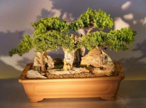 Juniper Stone Landscape Forest<br>Four Tree Group<br><i>(juniper procumbens nana)</i>