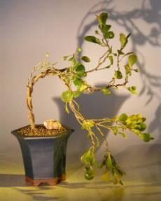 Mistletoe Fig - Cascade Style<br><i>(ficus diversifolia)</i>