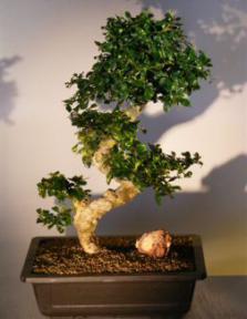 Flowering Fukien Tea Bonsai Tree <br><i>(ehretia microphylla)</i>