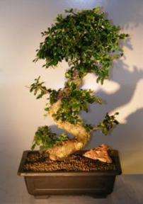 Flowering Fukien Tea Bonsai Tree<br><i>(ehretia microphylla)</i>