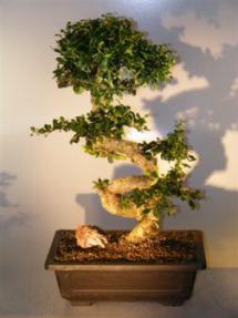 Flowering Fukien Tea Bonsai Tree<br><i>(ehretia microphylla)</i>9