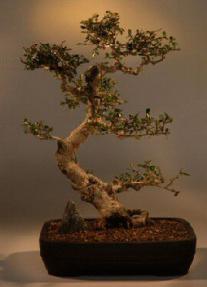 Fukien Tea Bonsai Tree<br><i>(carmona)</i>