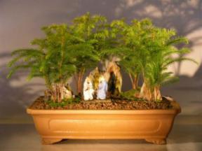 Norfolk Island Pine Bonsai Rock Landscape Forest Group<br><i>(araucaria heterophila)</i>