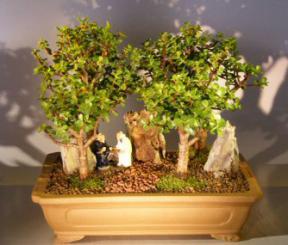 Baby Jade Bonsai Rock Landscape Forest Group<br><i>(Portulacaria Afra)</i>