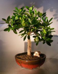Green Emerald Ficus Bonsai Tree - Banyan Style<br><i>(Ficus Microcarpa)</i>