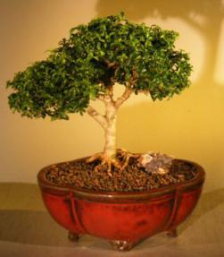 Japanese Kingsville Boxwood Bonsai Tree with Exposed Roots<br><i>(buxus microphylla compacta)</i>