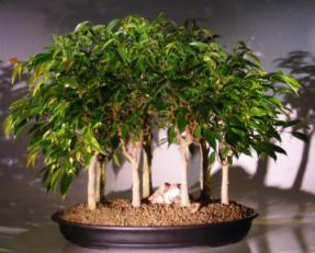 Oriental Ficus Bonsai Tree Seven (7) Tree Forest Group<br><i>(benjamina 'orientalis')</i>