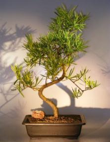 Flowering Podocarpus Bonsai Tree<br><i>(podocarpus macrophyllus)</i>