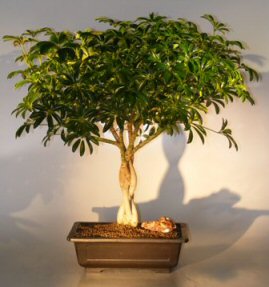 Hawaiian Umbrella Braided Twist Bonsai Tree<br><i>(Arboricola Schefflera)</i>